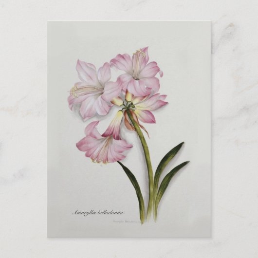 Amaryllis belladonna postkarte (Vorderseite)