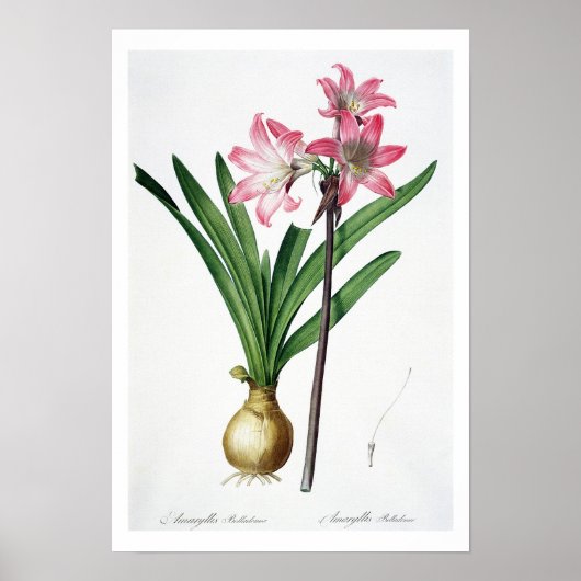 Amaryllis Belladonna, von 'Les Liliacees', engrav Poster (Vorne)