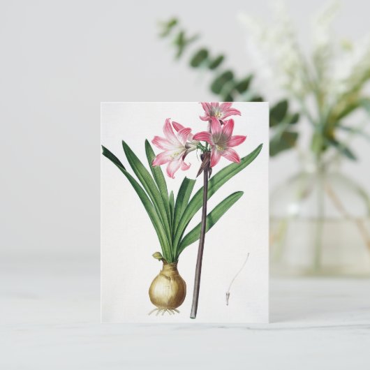 Amaryllis Belladonna, von 'Les Liliacees', engrav Postkarte (Stehend Vorderseite)