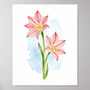 Amaryllis Blume Wasserfarbe Poster