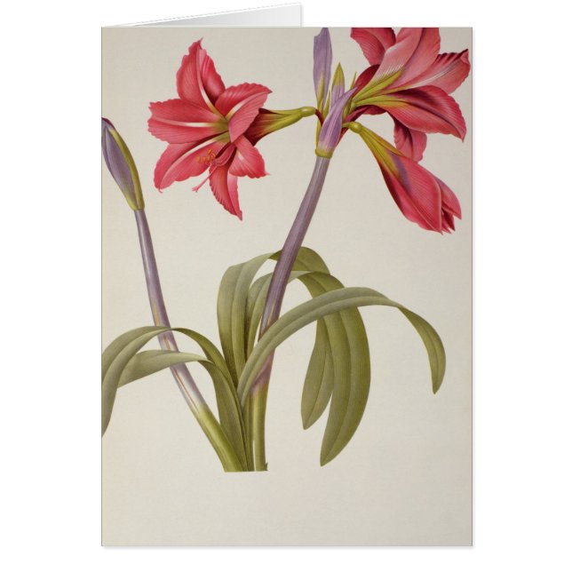 Amaryllis Brasiliensis (Vorne)