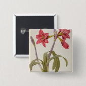 Amaryllis Brasiliensis Button (Vorne & Hinten)