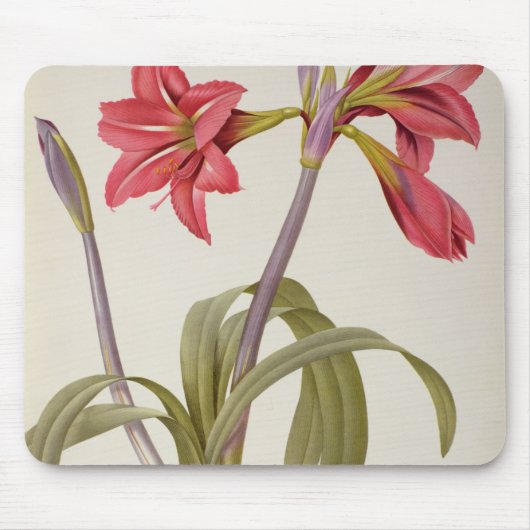 Amaryllis Brasiliensis Mousepad (Vorne)
