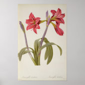 Amaryllis Brasiliensis Poster (Vorne)