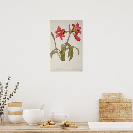 Amaryllis Brasiliensis Poster (Küche)