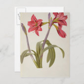 Amaryllis Brasiliensis Postkarte (Vorne/Hinten)
