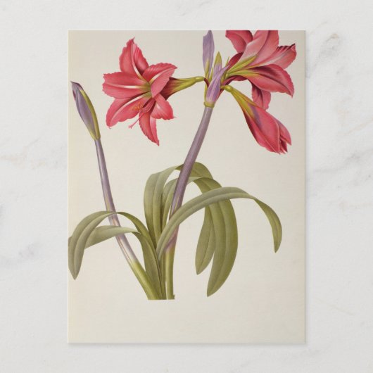 Amaryllis Brasiliensis Postkarte (Vorderseite)