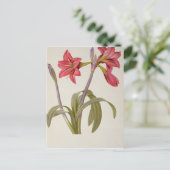 Amaryllis Brasiliensis Postkarte (Stehend Vorderseite)