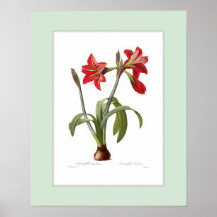 Amaryllis brasiliensis, Zollgrenze Poster
