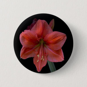 Amaryllis Button