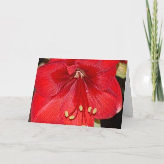 Amaryllis Card Feiertagskarte (Vorderseite)