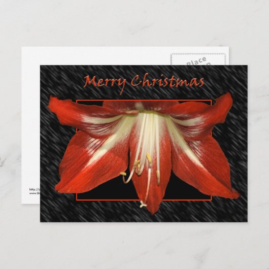 Amaryllis Christmas Postcard Feiertagspostkarte (Vorne/Hinten)