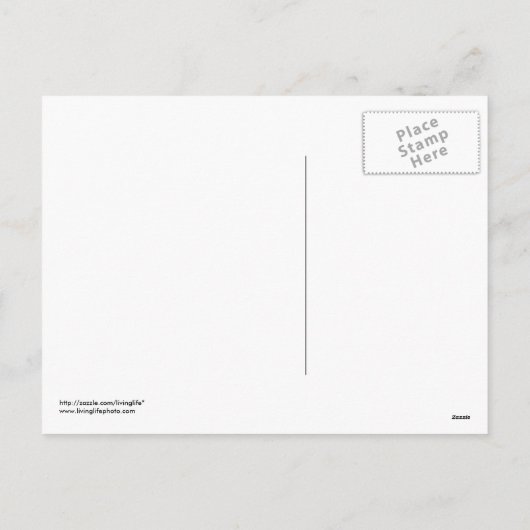 Amaryllis Christmas Postcard Feiertagspostkarte (Rückseite)