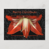 Amaryllis Christmas Postcard Feiertagspostkarte (Vorderseite)