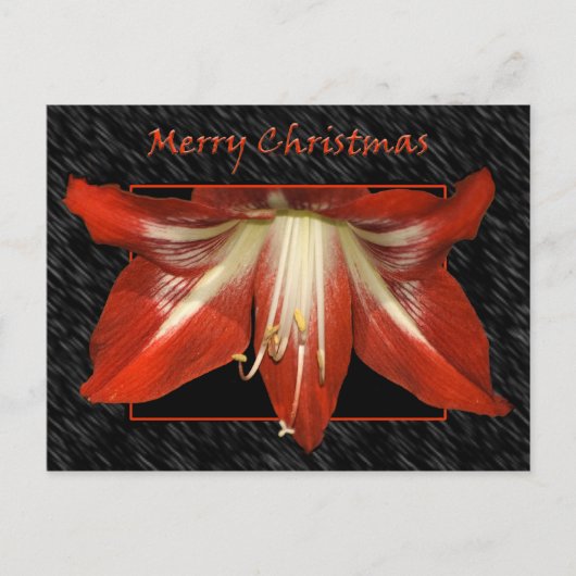 Amaryllis Christmas Postcard Feiertagspostkarte (Vorderseite)