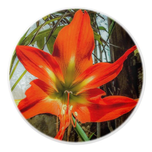 Amaryllis Closeup Ceramic Pull Keramikknauf (Vorderseite)