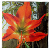 Amaryllis Closeup Ceramic Tile Fliese (Vorderseite)