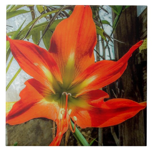 Amaryllis Closeup Ceramic Tile Fliese (Vorderseite)
