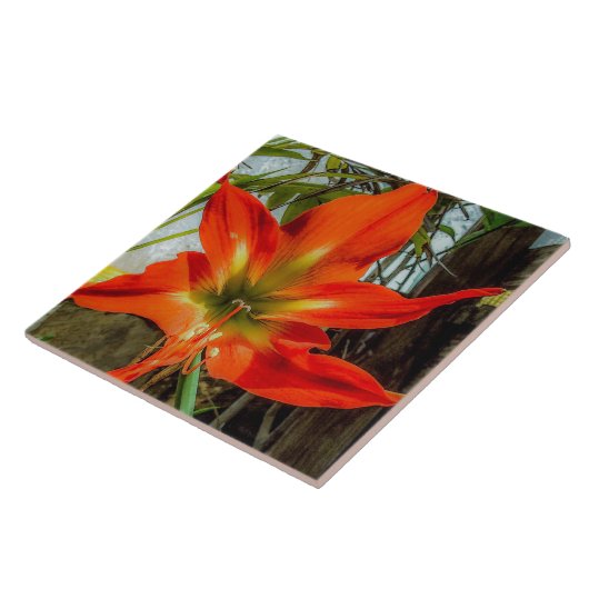 Amaryllis Closeup Ceramic Tile Fliese (Seite)