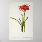 Amaryllis Curvifolia, 1809, aus `Les Poster (Vorne)