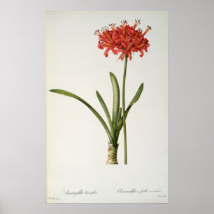 Amaryllis Curvifolia, 1809, aus `Les Poster