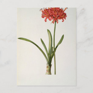 Amaryllis Curvifolia, 1809, aus `Les Postkarte