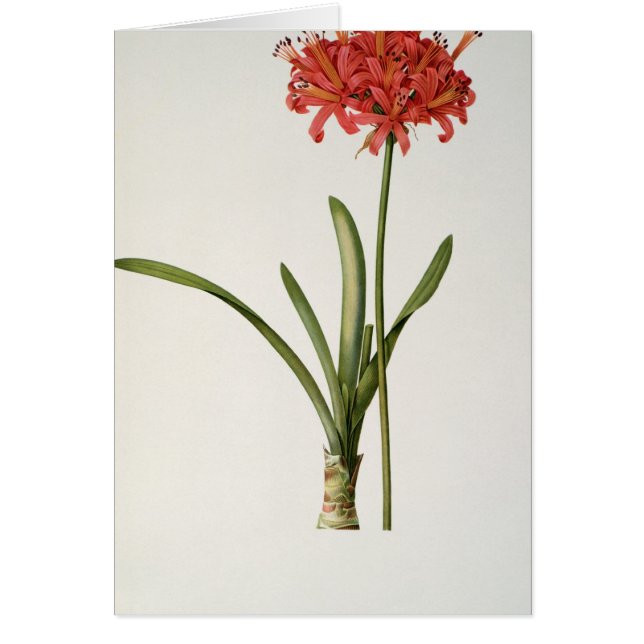 Amaryllis Curvifolia, 1809, vom ` Les (Vorne)