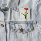 Amaryllis Curvifolia, 1809, vom ` Les Button (Beispiel)