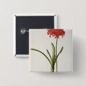 Amaryllis Curvifolia, 1809, vom ` Les Button (Vorne & Hinten)