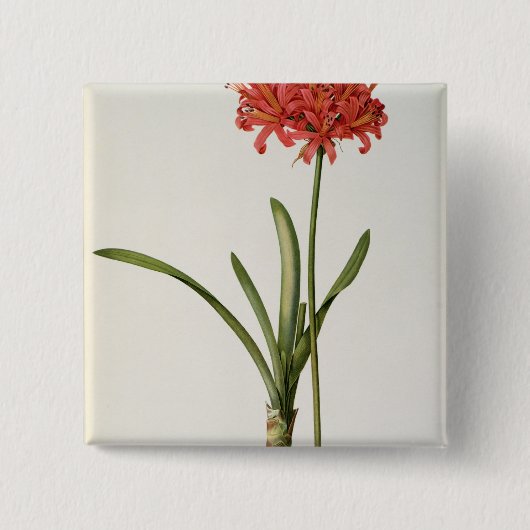 Amaryllis Curvifolia, 1809, vom ` Les Button (Vorderseite)