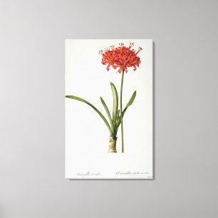 Amaryllis Curvifolia, 1809, vom ` Les Leinwanddruck