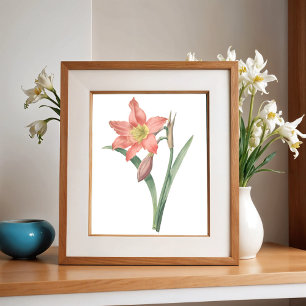 Amaryllis Equestre, Vintage Blume Botanische Poster