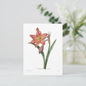 Amaryllis equestris postkarte (Stehend Vorderseite)