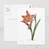 Amaryllis equestris postkarte (Vorne/Hinten)