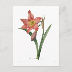 Amaryllis equestris postkarte