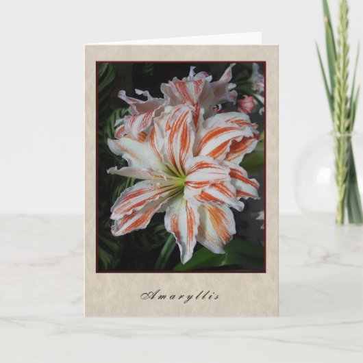 Amaryllis - Floral Series Karte (Vorderseite)
