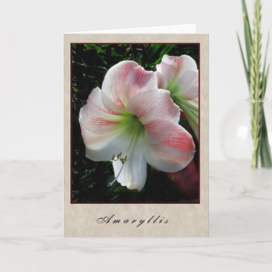 Amaryllis - Floral Series Karte (Vorderseite)