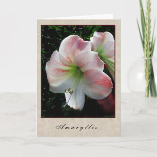Amaryllis - Floral Series Karte