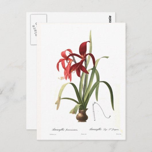Amaryllis formosissima postkarte (Vorne/Hinten)