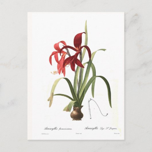 Amaryllis formosissima postkarte (Vorderseite)