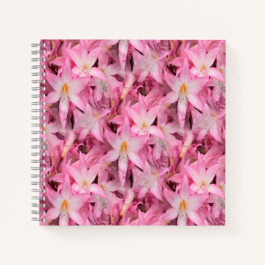 Amaryllis Galore....... Notizblock (Vorderseite)
