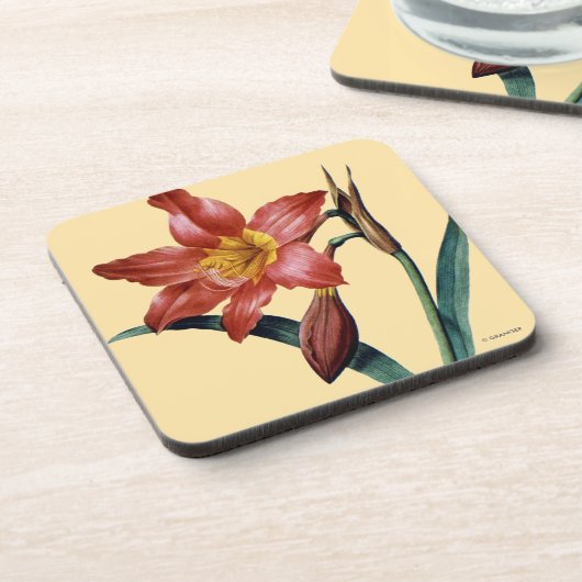 Amaryllis Getränkeuntersetzer (Linke Seite)