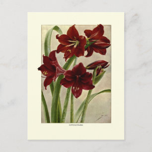 Amaryllis (Hippeastrums) Postkarte