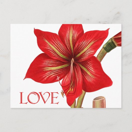 Amaryllis Holiday Postcard Feiertagspostkarte (Vorderseite)