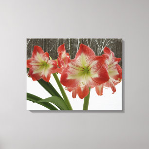 Amaryllis im roten Schnee Feiertags-Winterfloristi Leinwanddruck