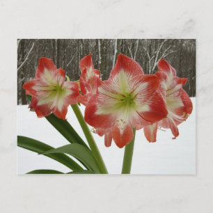 Amaryllis im Schnee Rote Feiertags-Winterblumen Feiertagspostkarte