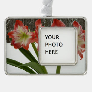 Amaryllis im Schnee Rote Feiertags-Winterblumen Rahmen-Ornament Silber