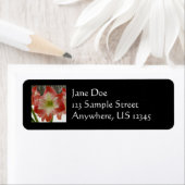 Amaryllis im schneeroten Urlaub Winterflora (Insitu)