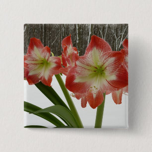 Amaryllis im schneeroten Urlaub Winterflora Button