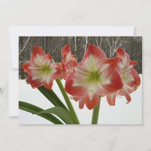 Amaryllis im schneeroten Urlaub Winterflora Feiertagskarte